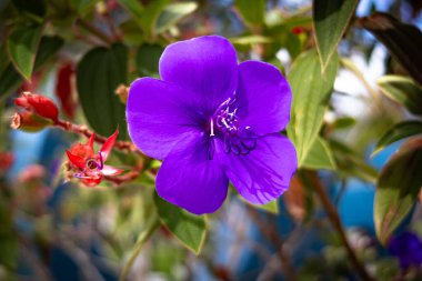 Tibouchina urvilleana, Melastomataceae familyasından Brezilya 'ya özgü bir bitki türü. Genel isimler şunlardır: görkemli çalılık, lasiandra, prenses çiçeği, plerom ve mor zafer ağacı..