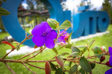 Tibouchina urvilleana, Melastomataceae familyasından Brezilya 'ya özgü bir bitki türü. Genel isimler şunlardır: görkemli çalılık, lasiandra, prenses çiçeği, plerom ve mor zafer ağacı..