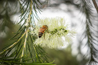 Görüntü, Melaleuca alternatif nifolia türünün bir çiçeğini dölleyen bir bal arısını veya Apis mellifera 'yı gösteriyor..
