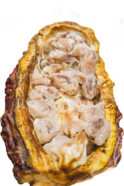 Kakao meyvesi, çiğ tohumlarıyla ikiye bölündü.. 