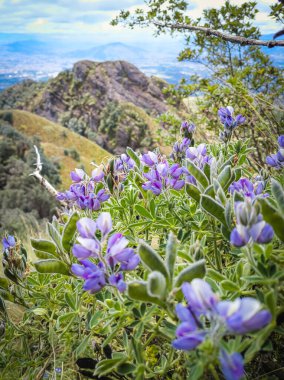 Pasochoa Volcano, Pichincha Eyaleti, Ekvador - 5 Temmuz 2025: Lupinus, Akdeniz ve Amerika 'da yaşayan ve lupin, lupin, lupin, vb..