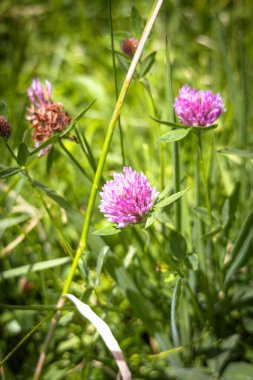 Ilalo Volcano, Pichincha Eyaleti, Ekvador - 9 Haziran 2025 - Kırmızı yonca veya Trifolium pratense, mor-pembe çiçekleri ve trifoliat yapraklarıyla bilinen bir bitkidir..