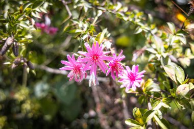 Barnadesia, Asteraceae familyasından bir bitki cinsidir. Güney Amerika, Ekvador ve Peru 'ya özgüdür. Kızıl Şahin ve Kutsal Şahin gibi diğer isimlerle de bilinir..