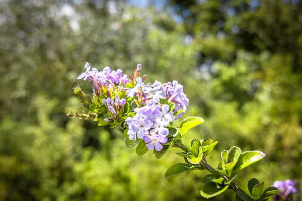 Duranta erecta, Verbenaceae familyasından Meksika 'dan Güney Amerika' ya kadar uzanan bir çalılıktır. Güney Amerika 'nın Neotropik bölgelerinde yaşar..