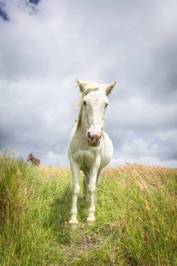 Pasochoa Volkanı, Pichincha Eyaleti, Ekvador - 5 Temmuz 2025: Doğayla çevrili güzel beyaz at ve arka planda bir grup kahverengi at.