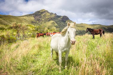 Pasochoa Volkanı, Pichincha Eyaleti, Ekvador - 5 Temmuz 2025: Doğanın ortasında ve Pasochoa yanardağının zirvesinde bir grup kahverengi atlı güzel beyaz at.