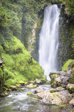 Ekvador, Otavalo 'da görkemli Peguche şelalesi. Su, And doğasının saflığını yansıtan yosun kaplı kayalar ve canlı yeşillikler arasında güçlü bir şekilde çağlar..