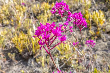 Epidendrum jamiesonis, the Quito maihua or Christ flower, is the emblematic orchid of Quito, Ecuador. It is found in Andean regions between 2,000 and 3,500 meters above sea level.