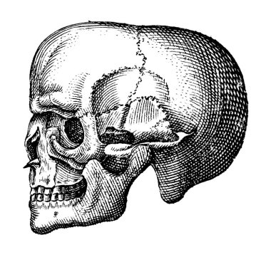 Vintage Illustration Tattoo Inspiration Reference Design