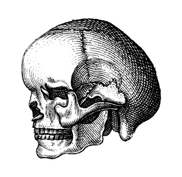 Vintage Illustration Tattoo Inspiration Reference Design