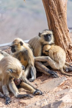 Taştan yola tünemiş Langur maymun ailesinin dokunaklı bir görüntüsü Savitri Mata Tapınağı, Pushkar, Rajasthan, Hindistan, 28 Ocak 2024