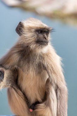 Gri Langur 'un suyu gözlemlediği yakın plan bir fotoğraf, keskin bakışları merakı yansıtıyor. Kürkünün ve dışavurumcu özelliklerinin ayrıntıları dingin arkaplan karşısında duruyor, vahşi yaşamın farkındalığını yakalıyor..