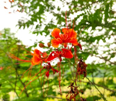 Parlak turuncu tavus kuşu çiçeği ya da Caesalpinia pulcherrima çiçekleri narin taç yaprakları ve yemyeşil arka planda canlılık oluşturur. Tropik çiçeklerin yakın çekimi doğanın güzelliğini ön plana çıkarır.