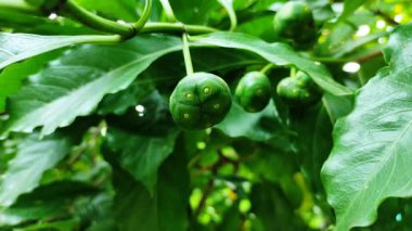 Canlı Hint Dutu veya Noni (Morinda coreia), tropikal bir ortamda yemyeşil yapraklarla çevrili dallardan sarkan, taze doğal büyüme ve dingin botanik güzelliği tasvir eden meyveler..