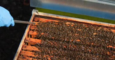 Bir arı yetiştiricisi arı kovanını inceliyor, vızıldayan arılarla dolu çerçeveleri dikkatlice inceliyor. Sıcak güneş parlarken, kurdeşen bakımının en iyi uygulamaları ustalıkla gösteriliyor..