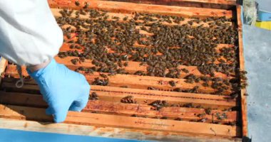 Bir arı yetiştiricisi kovanları inceler, arılarla dolu çerçeveleri dikkatle kontrol eder. Koloninin hareketli faaliyetleri açıkça görülüyor ki bir araya gelip organize oluyorlar..