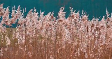 Uzun otlar rüzgarda hafifçe hareket eder parlak mavi gökyüzünün arka planına karşı. Bu huzurlu ortam güzellik ve huzur dolu atmosferi sergiliyor. Huzur arayanlar için mükemmel..