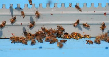 Açık gökyüzünün altında nektar ve polen toplarken vızıldayan arıların bir kovandan girip çıktıkları görülüyor. Canlı bahçe onların yoğun işleri için mükemmel bir zemin sağlar..