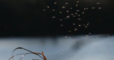 Gün batımında büyük bir böcek sürüsü sakin bir su kütlesinin üzerinde dans eder. Alacakaranlığın ılık renkleri bu doğal fenomenin güzelliğini vurgular..