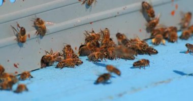 Arılar sıcak bir öğleden sonra, canlı bir bahçede çiçeklerden polen toplarlar. Hareketleri ve renkli çevreleri dinamik bir atmosfer yaratıyor..