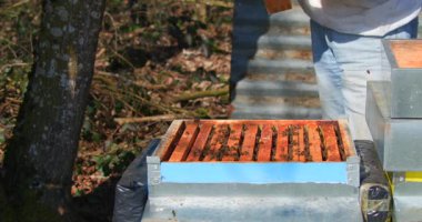 Bir arı yetiştiricisi bir orman bölgesindeki arı kovanlarını inceliyor. Bal üretimi ve arı aktivitelerini kontrol ediyor..