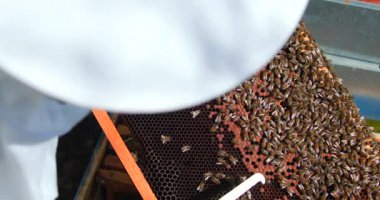 Arı yetiştiricisi arı kovanındaki bir peteği inceleyip gelişen arı kolonisini analiz ediyor. Güneş ışıl ışıl parlarken arı yetiştiricisi yoğun böcekleri dikkatle izliyor..