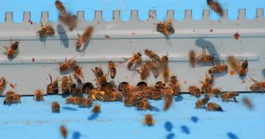 Arılarla dolu bir kovan girişi güneşli bir bahçe ortamında açılıp kapanır. Arılar yiyecek aramakla ve tozlaşmaya katkıda bulunmakla meşgul olup doğadaki hayati rollerini vurguluyorlar..