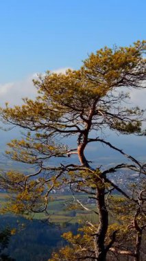Issız bir ağaç gururla bir dağın zirvesinde duruyor, berrak mavi gökyüzünün altındaki yemyeşil bir vadi ve uzak tepelerin nefes kesici manzarasını sunuyor. Doğa bu sakin ortamda tam olarak sergileniyor.