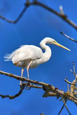 A white egret stands gracefully on a branch, its long neck curved elegantly. The bird is set against a vibrant blue sky, indicative of a bright midday scene.