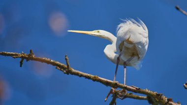 A great egret stands gracefully on a branch, showcasing its long neck and beak against the vibrant blue sky. Sunlight highlights its elegant feathers in this serene moment.