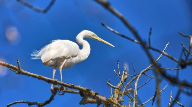 A striking white bird stands gracefully on a thin branch of a leafless tree, contrasting beautifully with the clear blue sky in the background. The bright daylight enhances the scene.