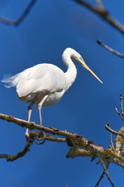 A sleek white bird stands gracefully on a slender branch, gazing into the distance. Its long neck and beak are prominent against the vivid blue sky, creating a tranquil atmosphere.