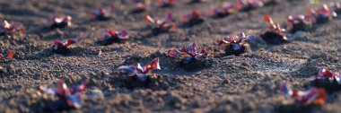 Seedlings with red leafy tops are planted in dark soil, arranged in orderly rows. Sunlight enhances their vibrant colors, signifying a new beginning in the garden.