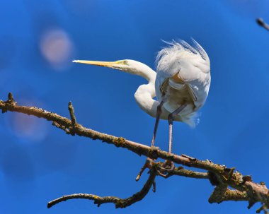 A white heron stands elegantly on a thin branch, its feathers gently ruffled by the breeze. The vibrant blue sky serves as a stunning backdrop during a sunny day in a serene setting.
