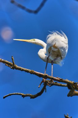 A white heron stands gracefully on a branch, showcasing its elegant feathers in the sunlight. The bird is surrounded by a serene blue sky, creating a peaceful atmosphere.