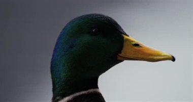 Erkek bir yaban ördeği su kenarında sessizce dinleniyor, canlı yeşil kafasını ve sabah ışığında sakin bir doğal ortamla çevrili kendine özgü sarı gagasını sergiliyor..