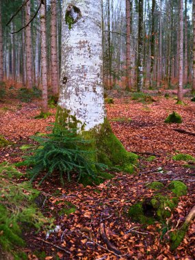 Sakin bir ormanda büyük bir ağaç gövdesi duruyor, kabuğu yosunla kaplı. Etrafında düşen sonbahar yapraklarından bir halı var. Huzurlu bir orman atmosferi yaratıyor..