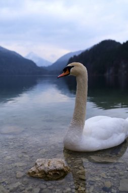Görkemli bir kuğu kıyı şeridinde sakince dinlenir. Alacakaranlık sırasında bulutlu bir gökyüzünün altında yükselen uzak dağlar gibi durgun sularda yansıması görülebilir..
