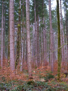 Uzun ağaçlar, turuncu ve yeşilin tonlarıyla çevrili ve sonbahar ışığı altında rengarenk çalılıklarla çevrili araziye hakim. Huzur ortamı bir huzur hissi uyandırıyor..