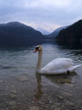 Zarif bir kuğu, heybetli dağlarla ve sakin, bulutlu gökyüzüyle çevrili gölün durgun sularında sessizce yüzer. Atmosfer sakinlik ve güzellik yayar..