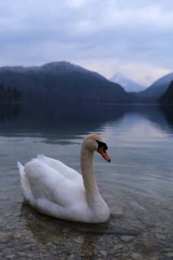 Zarif bir kuğu gölün durgun sularında huzur içinde yüzer, alacakaranlık çöktüğünde etrafındaki dağları yansıtır, sahnenin üzerine yumuşak bir parıltı saçar..