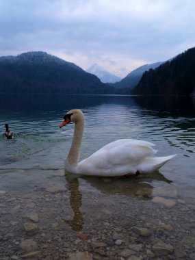 Berrak bir gölün berrak sularında süzülen güzel bir kuğu, yemyeşil tepeler ve bulutlu bir gökyüzünün altında karla kaplı uzak dağlarla çevrelenmiş..