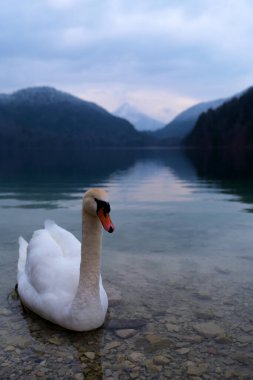 Güneş uzak dağların ardında batarken sakin bir gölün kenarında sakince dinlenen bir kuğu. Sakin sular alacakaranlığın yumuşak tonlarını yansıtıyor ve barışçıl bir atmosfer yaratıyor..