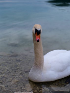 Güzel bir kuğu, sakin bir şekilde kıyıda oturur. Zarif boynu, sakin sulara bakarken zarifçe kıvrılır. Bu huzurlu ortam doğanın güzelliğini yansıtıyor..