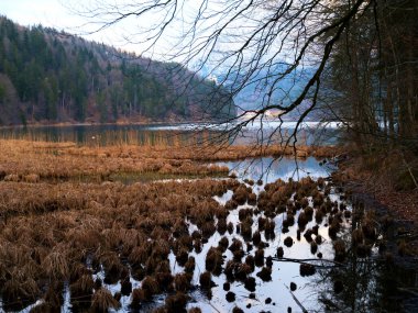Alacakaranlıkta, sakin bir göl etrafındaki orman tepelerini yansıtırken, kuru otlar ve sazlıklar su kenarında dikilir. Manzara sakin ve güzel, doğanın bir anını yakalıyor..