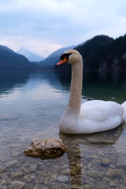 Huzurlu bir göl üzerinde huzur içinde yüzen bir kuğu ve alacakaranlıkta yükselen dağlarla birlikte alacakaranlık hafif bir parıltı oluşturur. Sakin su çarpıcı manzarayı yansıtır..