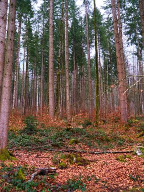 Yükselen ağaçlarla dolu sakin bir orman ve düşen yapraklardan oluşan bir halı sonbaharın güzelliğini gösteriyor. Çevredeki yeşillik sahneyi tamamlıyor, huzurlu bir ortam yaratıyor..