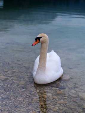 Beyaz bir kuğu, sakin sularda huzur içinde yüzer. Görüntüsünü, doğayla çevrili, çakıllı bir kıyı şeridine yakın berrak bir göle yansıtır..