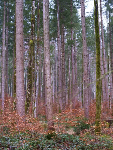 Uzun ağaçlar, turuncu ve yeşilin tonlarıyla çevrili ve sonbahar ışığı altında rengarenk çalılıklarla çevrili araziye hakim. Huzur ortamı bir huzur hissi uyandırıyor..