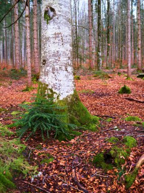 Huzurlu bir orman sahnesinde uzun, yosunlu bir ağaç gövdesi ve canlı sonbahar yapraklarından oluşan bir halı bulunur. Sakin atmosfer bu ormanlık alandaki doğanın güzelliğini yansıtıyor..